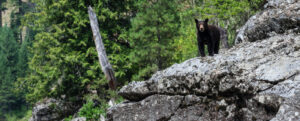 SW Bear 2 solilliqouy
