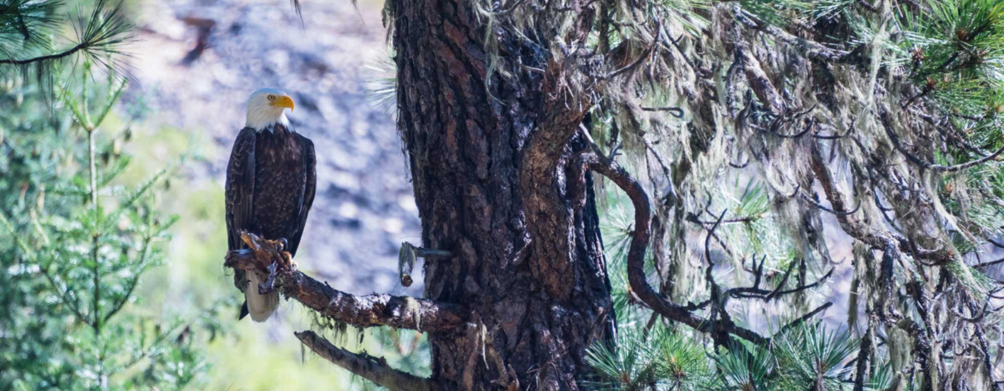 SW Eagle perched in poderosa solliliqouy 2000x780 c