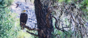 SW Eagle perched in poderosa solliliqouy