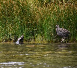 grouse on river in grass MF pic 1